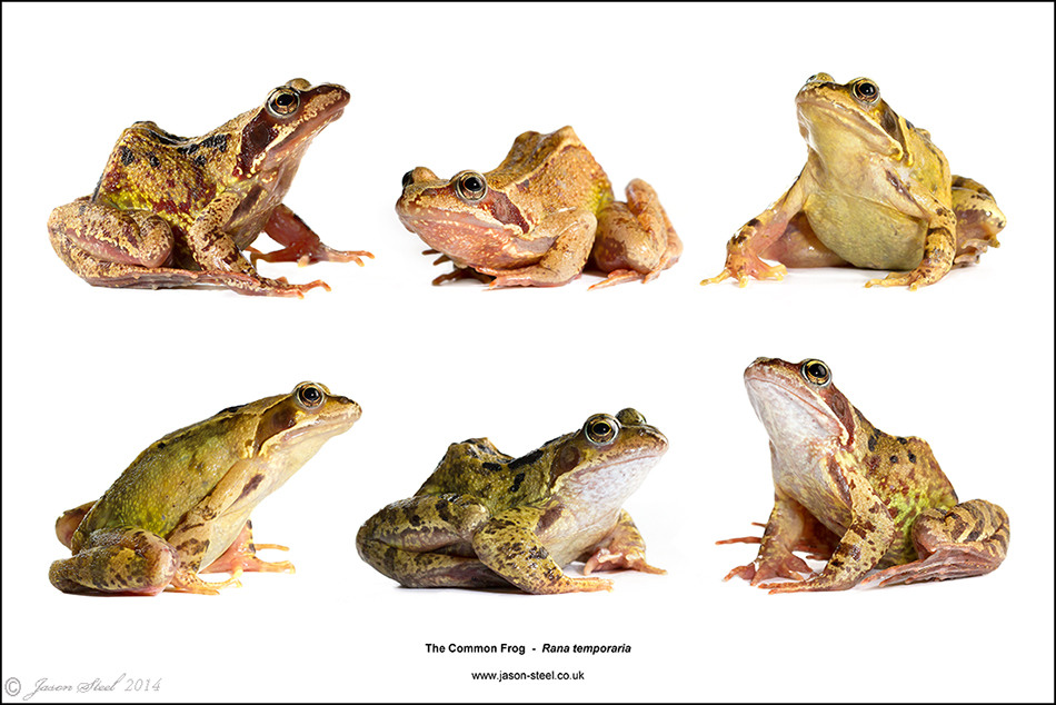 frog和froggy的区别是什么啊 百度知道